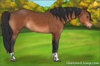 Horse Color:Bay  and Bay 