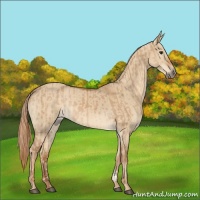 Horse Color:Red Dun  and Red Dun 