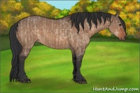 Horse Color:Brown Dun  and Brown Dun 