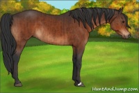Horse Color:Brown and Bay