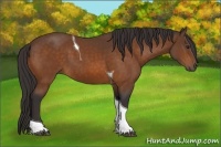 Horse Color:Buckskin Tobiano 
