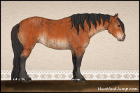 Horse Color:Bay  and Bay 