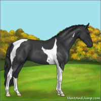 Horse Color:Blue Roan Tobiano 