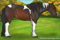 Horse Color:Buckskin Tobiano 