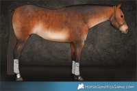 Horse Color:Bay  and Bay 