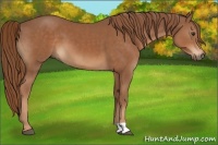 Horse Color:Chestnut  and Chestnut 