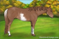 Horse Color:White Spotted Chestnut Sabino 