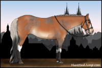 Horse Color:Bay Roan and Silver Bay Roan