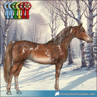Horse Color:White Spotted Liver Chestnut Mushroom  and Chestnut 