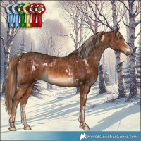 Horse Color:White Spotted Liver Chestnut Mushroom  and Chestnut 