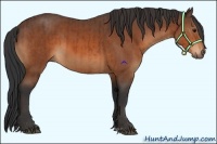 Horse Color:Bay  and Bay Rabicano 