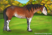 Horse Color:Bay  and Bay Splash 