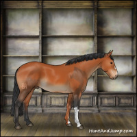 Horse Color:Bay and Bay