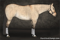 Horse Color:Bay Dun  and Bay Dun 