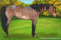 Horse Color:Bay Roan  and Bay Roan Frame 