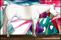 Horse Color:Gray Red Dun Roan 