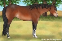 Horse Color:Bay  and Bay 