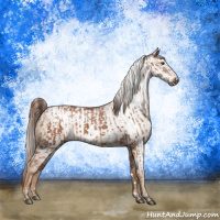 Horse Color:Chestnut and Gray Chestnut