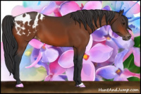 Horse Color:Bay Appaloosa 