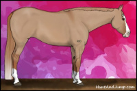 Horse Color:Red Dun Splash 