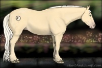 Horse Color:Gold Cream Champagne 