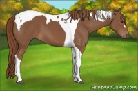 Horse Color:Chestnut Tobiano