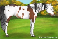 Horse Color:Bay  and White Spotted Bay 