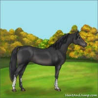 Horse Color:Black and Black