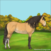 Horse Color:Buckskin  and Buckskin 