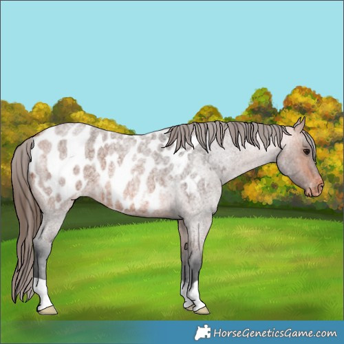 Horse Color:Bay Roan Appaloosa