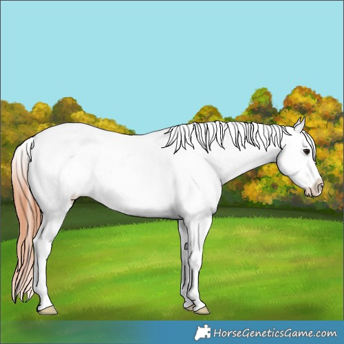 Horse Color:Bay Roan Appaloosa 