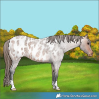 Horse Color:Bay Roan Appaloosa 