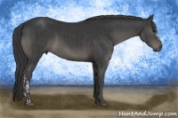 Horse Color:Black  and Black 