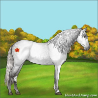 Horse Color:Gray Silver Black 