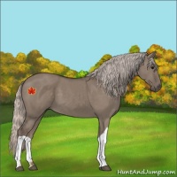 Horse Color:Silver Grullo 