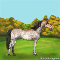Horse Color:Brown Dun  and White Spotted Brown Dun 