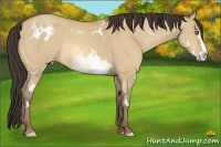 Horse Color:White Spotted Amber Champagne Dun Splash Frame