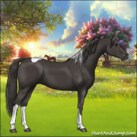 Horse Color:Smoky Black Tobiano 