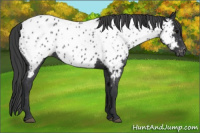Horse Color:Blue Roan Near Leopard 