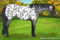 Horse Color:Blue Roan Appaloosa 