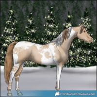 Horse Color:Grullo Pearl Tobiano 