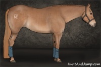 Horse Color:Chestnut  and Chestnut 