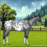 Horse Color:White Spotted Blue Roan Splash Frame Appaloosa 