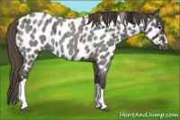 Horse Color:Smoky Blue Roan Appaloosa