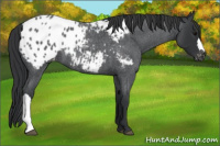 Horse Color:Blue Roan Appaloosa 