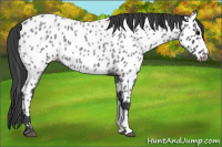 Horse Color:Blue Roan Near Leopard 