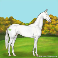 Horse Color:White Spotted Gold Cream Champagne 