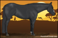 Horse Color:Black Frame 