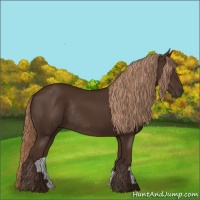 Horse Color:Liver Chestnut Rabicano 