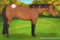 Horse Color:Bay Appaloosa 